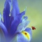 Lady Bugs and Purple Iris