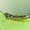 Grasshopper, Costa Rica