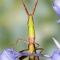 Longheaded Toothpick Grasshopper, Florida