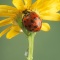 Lady Bug and Raindrops on a Yellow Flower