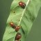 Ladybugs Feeding on Aphids