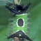 Saddleback Caterpillar, Venomous, Florida 