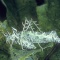 Lichen Katydid, Markia hystrix, Rainforest Ecuador