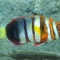 Harlequin Tusk Fish, Indo-Pacific