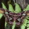 Rothschildia Moth, Rainforest Ecuador