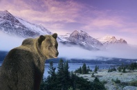 Grizzly at Dawn, Glacier National Park, Montana