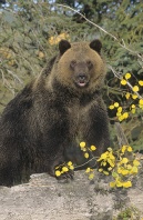 Grizzly in Fall Colors, Montana