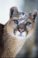 Cougar With Snow on Forehead