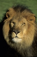 Male Barbary Lion