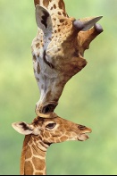Mother Giraffe Kissing Baby