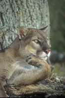 Florida Panther, "The Thinker"