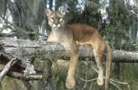 Florida Panther Resting on a Tree Limb