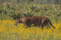 Florida Panther Walking Through a Field of Wildflowers
