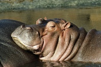 Hippopotamus, Africa