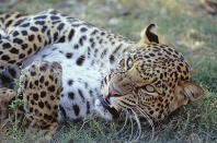 Amur Leopard, Asia