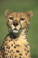 Cheetah Portrait, Africa
