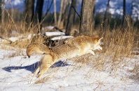 Coyote Pouncing on a Mouse in The Snow, Montana