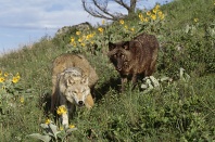 Wolves on a Montana Hillside