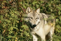 Tundra Wolf, Montana