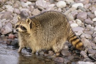 Raccoon Searching for Food in a Stream, Montana