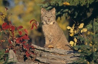 Baby Lynx, Glacier National Park, Montana