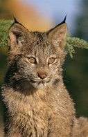 Baby Lynx Portrait, Montana
