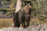 Grizzly Bear, Glacier National Park, Montana