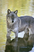 Tundra Wolf in a Stream, Montana