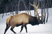 Bull Elk, Montana