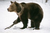 Grizzly Bear, Montana