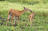White Tail Deer Doe and Fawn, Florida