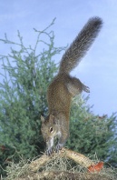 Squirrel Jumping and Landing on Front Paws