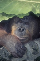 Adult Orangutan Covering Head With a Leaf