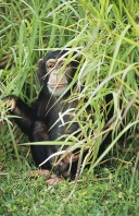 Chimpanzee Peeking From Tall Grasses