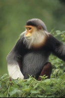 Rare Red-Shanked Douc Langur Monkey, Tropical Forest, Vietnam