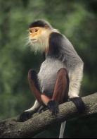 Rare Red-Shanked Douc Langer Monkey, Tropical Forest, Vietnam
