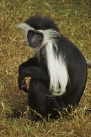 Colobus Monkey, Africa