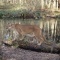 Florida Panther at the River's Edge
