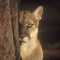 Florida Panther Peeking From Behind a Tree
