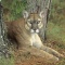 Florida Panther Resting in a Wooded Area