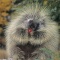 Porcupine Eating a Crabapple, Montana