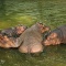 Hippopotamus, Africa