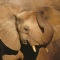 African Elephant, Mzima Springs, Kenya