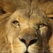 Barbary Lion, Panthefra leo, N. Africa