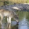 Tundra Wolf Drinking From a Stream, Montana