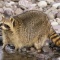 Raccoon Searching for Food in a Stream, Montana