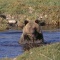 Grizzly Bear Enjoying a Morning Bath, Montana