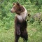 Grizzly Bear Standing, Montana