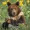 Grizzly Bear Cub, Sitting on a Hillside, Montana