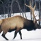 Bull Elk, Montana